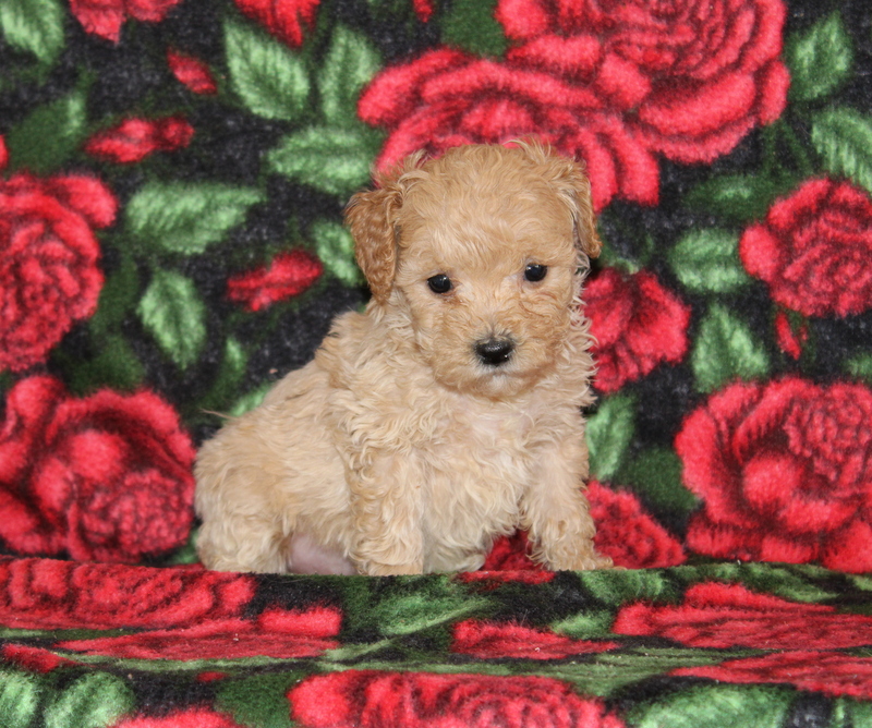 puppy, for, sale, Mini Goldendoodle F1BB, Matthew B. Stoltzfus, dog, breeder, Gap, PA, dog-breeder, puppy-for-sale, forsale, nearby, find, puppyfind, locator, puppylocator, aca